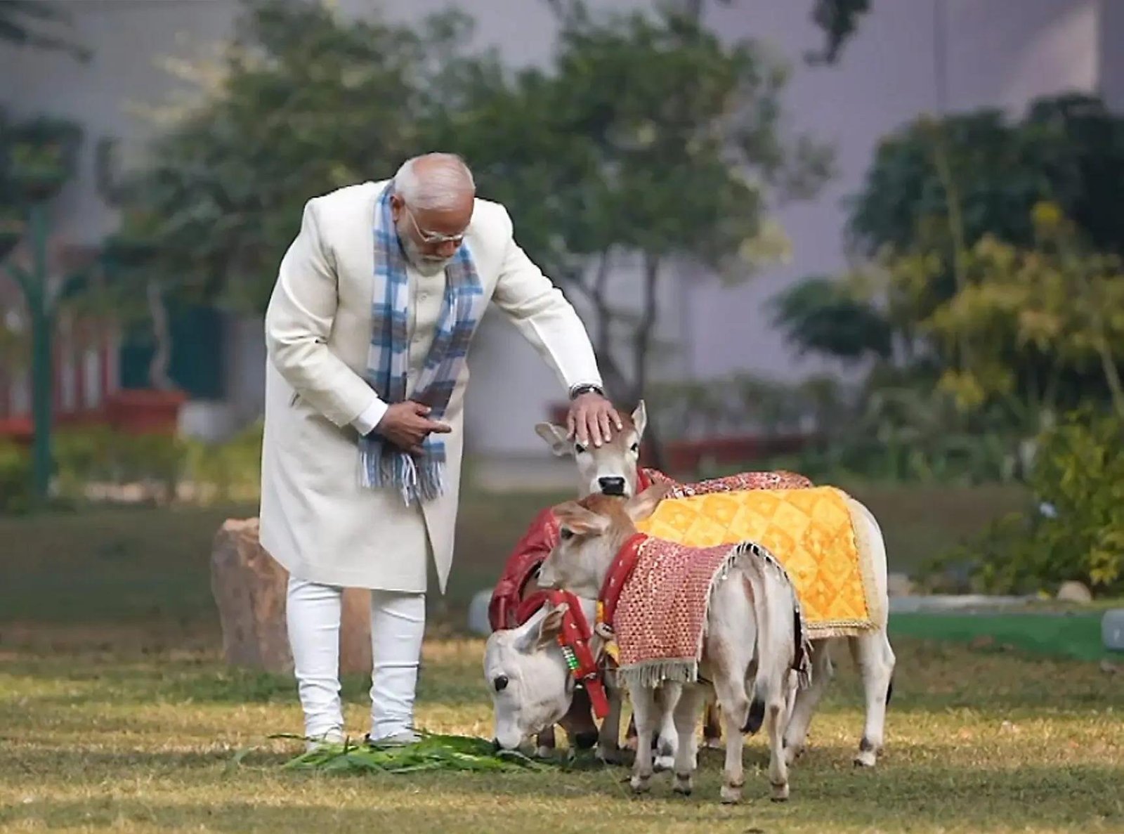 मकरसंक्रांती निमित्त पंतप्रधान नरेंद्र मोदी यांचा गाईंना चारा घालण्याचा कार्यक्रम